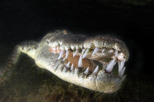 Gianluca Afflitti -Jaw